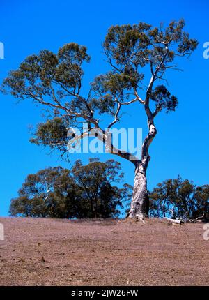 Eucalyptus sur les terres agricoles australiennes, dans le sud-ouest de l'Australie, Banque D'Images