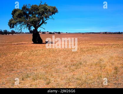 Eucalyptus australien sur les terres agricoles, Australie méridionale Banque D'Images