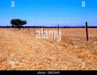 Eucalyptus australien et Fence sur les terres agricoles, Australie méridionale Banque D'Images