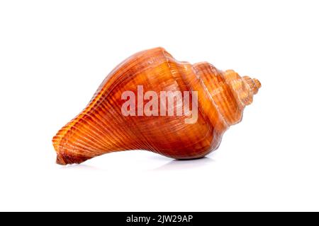 Image de la cochlidium de la pugiline (mélongena spiralée) sur fond blanc. Escargot de la mer rouge. Animaux sous-marins. Coquillages. Banque D'Images