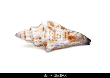 Image du canarium urceus est une espèce d'escargot de mer, un mollusque gastéropode marin de la famille des strombidae, les vrais conchs sur fond blanc. Rouge se Banque D'Images