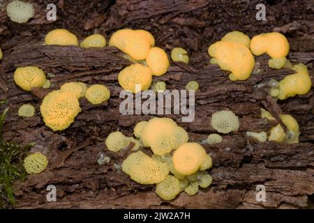 Le filet blanc-jaune amortit de nombreux corps de fructification blanc et jaune ressemblant à des pores sur le tronc de l'arbre Banque D'Images