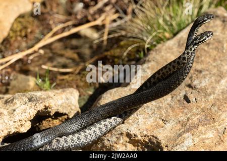 Adder deux serpents dans le commentaire combattent en étant empêtrés sur des pierres vues sur la droite Banque D'Images