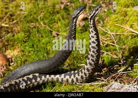 Adder deux serpents dans le commentaire se battent en mousse debout vu sur la droite Banque D'Images