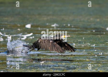 Grand cormoran (Phalacrocorax carbo) décollage de la surface de l'eau, Hesse, Allemagne Banque D'Images