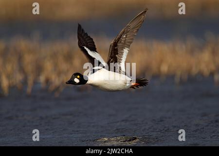 Grand-regard (Bucephala clangula), homme en vol, Kainuu, Finlande Banque D'Images