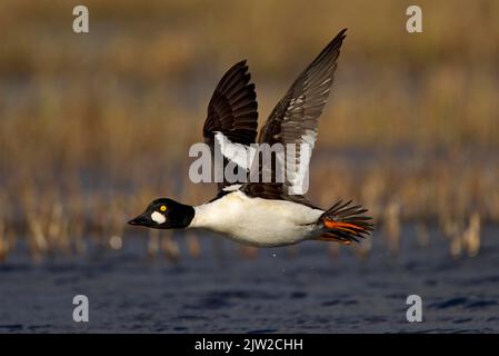 Grand-regard (Bucephala clangula), homme en vol, Kainuu, Finlande Banque D'Images