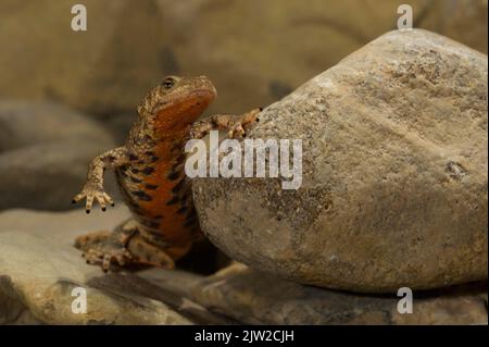 Salamandre pyrénéen (Calotriton asper) dans le plan d'eau, Aragon, Espagne Banque D'Images