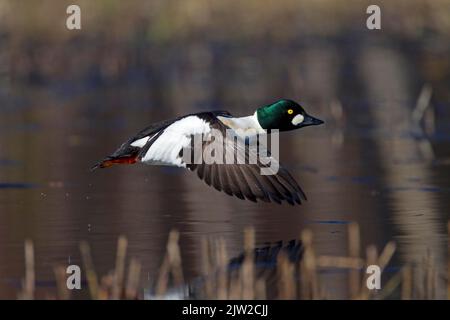 Grand-regard (Bucephala clangula), homme en vol, Kainuu, Finlande Banque D'Images