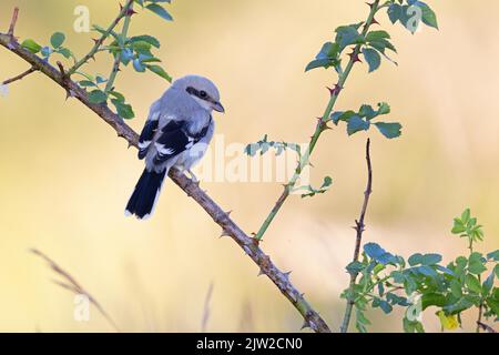 Grand Shrike gris (Lanius excubitor), nain, Thuringe, Allemagne Banque D'Images