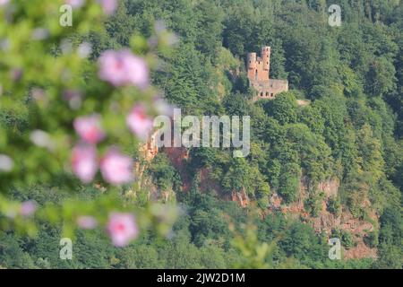 Vue sur le château de Schadeck ou le Nest de Swallow avec des falaises rocheuses à Neckarsteinach, Odenwald, four Castle Town, Neckar Valley, Baden-Wuerttemberg, Allemagne Banque D'Images