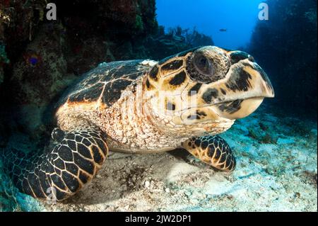 Tortue de mer (Eretmochelys imbricata), jardins du parc national de la reine, Cuba, Amérique centrale. Convention CITES Banque D'Images