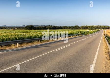 Route asphaltée droite entre les champs agricoles avec des récoltes contre le ciel bleu sans nuages le jour d'été dans la campagne Banque D'Images