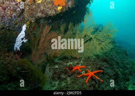 Paysage pittoresque de l'étoile de mer rouge de Henricia léviuscula et corail blanc d'Eickella verrucosa sur des formations rocheuses sous l'eau de la mer bleue Banque D'Images