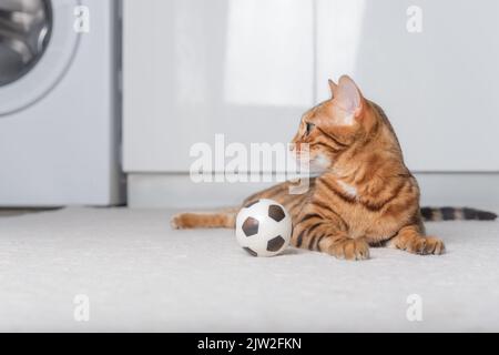 Le chat Bengale joue avec une balle sur le sol. Jouer à Cat. Banque D'Images