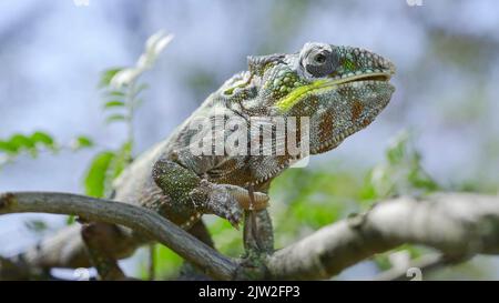 3 septembre 2022, oblast d'Odessa, Ukraine, Europe de l'est : un gros plan de Ð'hameleon est assis sur une branche d'arbre, lèche les lèvres et regarde autour pendant la mue. Panther caméléon (Credit image: © Andrey Nekrasov/ZUMA Press Wire) Banque D'Images