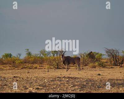 Antelope single Eland, Taurotragus oryx, debout dans les plaines du parc national d'Etosha Namibie Banque D'Images