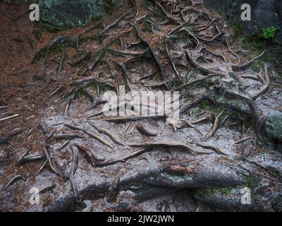 Les racines de l'arbre de conifères sont venues à la surface. Le système racinaire couvrait les grains de sable avec des aiguilles de pin. Couvert forestier dans la forêt de cèdre. Jeunes plantes vertes sur vieux m Banque D'Images