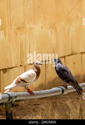 Les deux adorables pigeons en fioritures perchés sur une rambarde en métal Banque D'Images