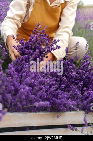 Jardinière féminine non reconnaissable en vêtements décontractés et tablier coupant des fleurs de lavande avec des sécateurs tout en travaillant à la ferme le jour de l'été Banque D'Images