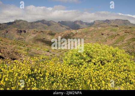 Paysage accidenté dans le sud-ouest de Gran Canaria. Îles Canaries. Espagne. Banque D'Images