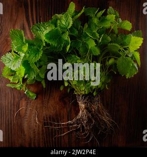 Bush de baume de citron vert avec des racines dans le sol sur fond de table en bois foncé Banque D'Images