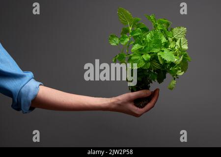 La main de femme en chemise bleue en denim tient le Bush de baume vert de citron avec des racines dans le sol sur fond gris foncé Banque D'Images
