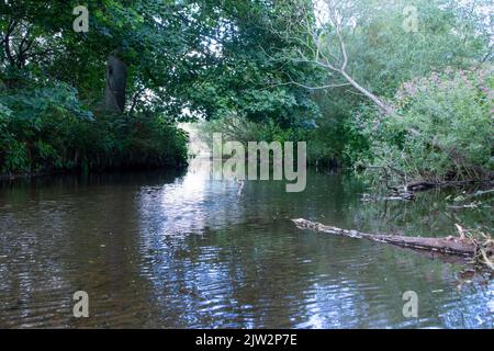 Vue sur la rivière Browney en été Banque D'Images