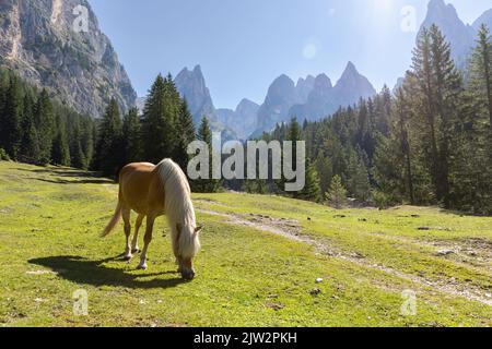 Pâturage des chevaux sur des prairies vertes près de Val Ciamin - Mont Petz Banque D'Images