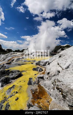 Le geyser de Pohutu éclate environ une ou deux fois par heure envoyant environ 30 mètres (quatre-vingt-dix pieds) de vapeur dans l'air à te Puia Whakarewarewa géothermique Banque D'Images