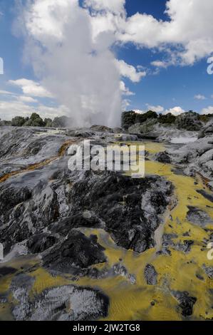 Le geyser de Pohutu éclate environ une ou deux fois par heure envoyant environ 30 mètres (quatre-vingt-dix pieds) de vapeur dans l'air à te Puia Whakarewarewa géothermique Banque D'Images