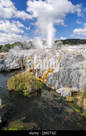 Le geyser de Pohutu éclate environ une ou deux fois par heure envoyant environ 30 mètres (quatre-vingt-dix pieds) de vapeur dans l'air à te Puia Whakarewarewa géothermique Banque D'Images