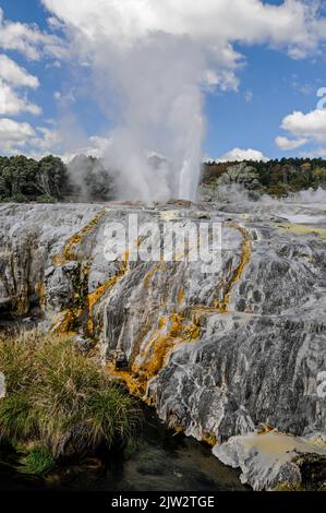 Le geyser de Pohutu éclate environ une ou deux fois par heure envoyant environ 30 mètres (quatre-vingt-dix pieds) de vapeur dans l'air à te Puia Whakarewarewa géothermique Banque D'Images