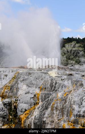 Le geyser de Pohutu éclate environ une ou deux fois par heure envoyant environ 30 mètres (quatre-vingt-dix pieds) de vapeur dans l'air à te Puia Whakarewarewa géothermique Banque D'Images