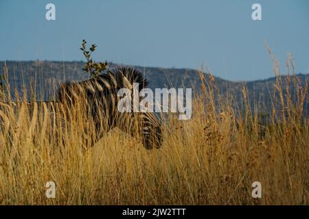 Le portrait de profil d'un zèbre se cachant dans l'herbe sous le ciel bleu lors d'une journée ensoleillée Banque D'Images