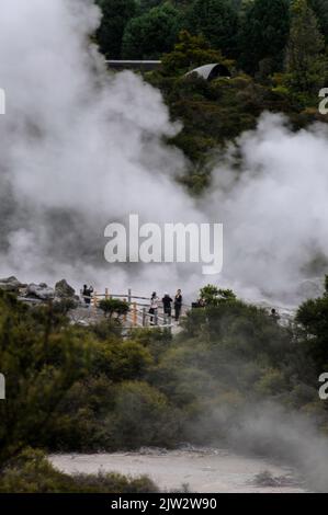 Le geyser de Pohutu éclate environ une ou deux fois par heure envoyant environ 30 mètres (quatre-vingt-dix pieds) de vapeur dans l'air à te Puia Whakarewarewa géothermique Banque D'Images