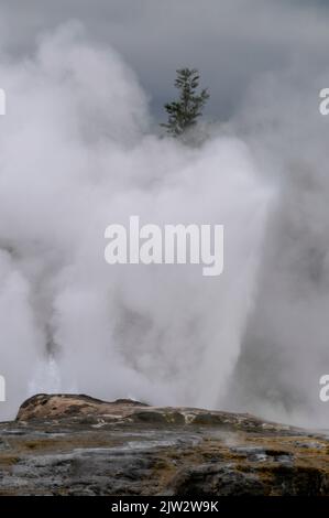 Le geyser de Pohutu éclate environ une ou deux fois par heure envoyant environ 30 mètres (quatre-vingt-dix pieds) de vapeur dans l'air à te Puia Whakarewarewa géothermique Banque D'Images