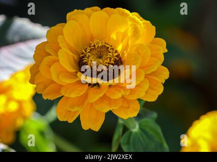 Fleur jaune 'Zinnia elegans', isolée sur fond flou. Aster fleurir en été. Dublin, Irlande Banque D'Images