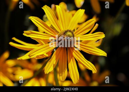 Fleurs jaunes vives, 'Rudbeckia hirta', 'Irish Eyes' ou 'Black Eyed Susan', isolées sur fond sombre. Dublin, Irlande Banque D'Images