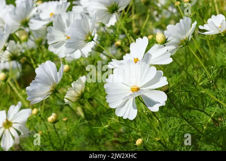 Fleurs blanches 'Cosmos bipinnatus' avec pétales et feuillage vert soufflant dans le vent. Dublin, Irlande Banque D'Images