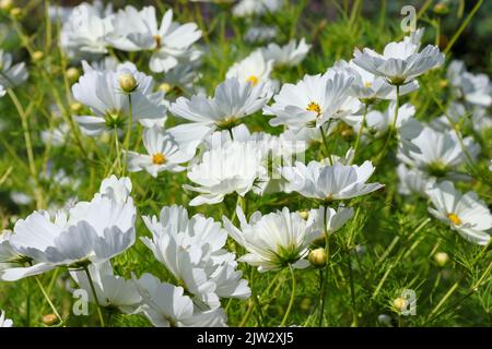 Fleurs blanches 'Cosmos bipinnatus' avec pétales et feuillage vert soufflant dans le vent. Dublin, Irlande Banque D'Images