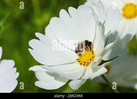 Fleur blanche 'Cosmos bipinnatus' avec l'abeille se nourrissant sur des fleurs centrales jaunes pendant la polinisation d'été. Dublin, Irlande Banque D'Images