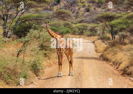 Girafe debout sur une route dans le parc national du Serengeti en Tanzanie. Nature sauvage de la Tanzanie, Afrique de l'est Banque D'Images