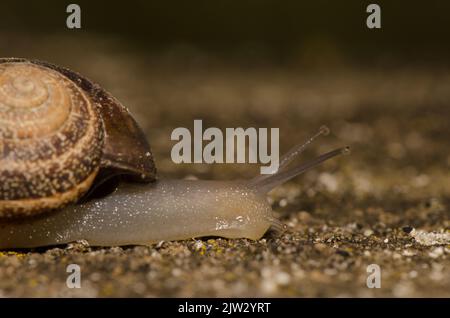 Escargot de lait Otala lactea. San Lorenzo. Las Palmas de Gran Canaria. Grande Canarie. Îles Canaries. Espagne. Banque D'Images