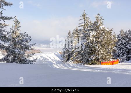 Bansko, Bulgarie, pins enneigés le long de la route de ski et du pont Banque D'Images