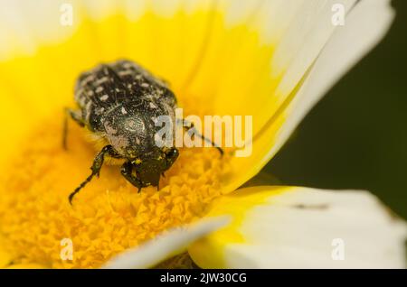 Oxythyrea funesta sur une fleur de chrysanthème Glebionis coronaria. Grande Canarie. Îles Canaries. Espagne. Banque D'Images