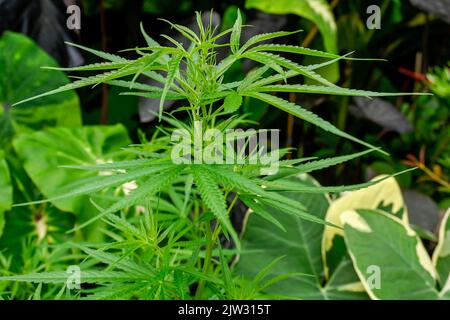 Bangkok, Thaïlande. 03rd septembre 2022. Vue rapprochée d'une usine de marihuana sur un marché thaïlandais local. La Thaïlande est la première nation en Asie à décriminaliser la marijuana pour usage médical et personnel. Au 9 juin 2022, la marihuana a été retirée de la catégorie des stupéfiants, ce qui a rendu légal la vente et l'achat de l'herbe. Crédit : SOPA Images Limited/Alamy Live News Banque D'Images