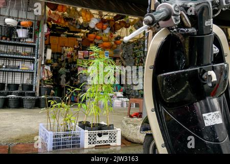 Bangkok, Thaïlande. 03rd septembre 2022. Une vue rapprochée des plants de marihuana sur un marché thaïlandais local. La Thaïlande est la première nation en Asie à décriminaliser la marijuana pour usage médical et personnel. Au 9 juin 2022, la marihuana a été retirée de la catégorie des stupéfiants, ce qui a rendu légal la vente et l'achat de l'herbe. Crédit : SOPA Images Limited/Alamy Live News Banque D'Images