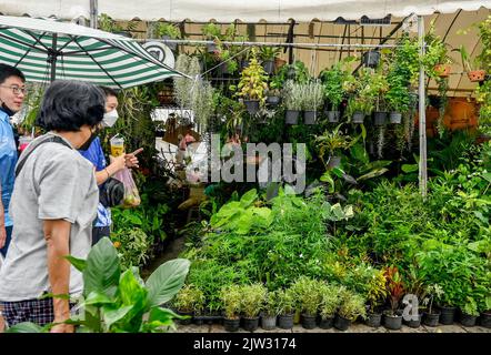 Bangkok, Thaïlande. 03rd septembre 2022. Une vue rapprochée des plants de marihuana sur un marché thaïlandais local. La Thaïlande est la première nation en Asie à décriminaliser la marijuana pour usage médical et personnel. Au 9 juin 2022, la marihuana a été retirée de la catégorie des stupéfiants, ce qui a rendu légal la vente et l'achat de l'herbe. Crédit : SOPA Images Limited/Alamy Live News Banque D'Images