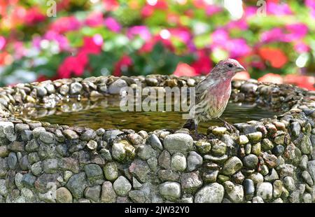 Le Male House Finch (Hemorhous mexicanus) est installé sur un bain d'oiseaux dans un jardin du sud du Michigan Banque D'Images